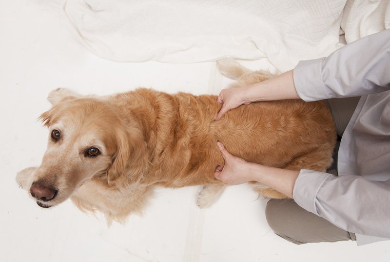ワンちゃんのその症状にはこのツボ 犬のツボ押しbook 医道の日本社 Note ワンちゃんのその症状にはこのツボ 犬のツボ押しbook 医道の日本社 Note