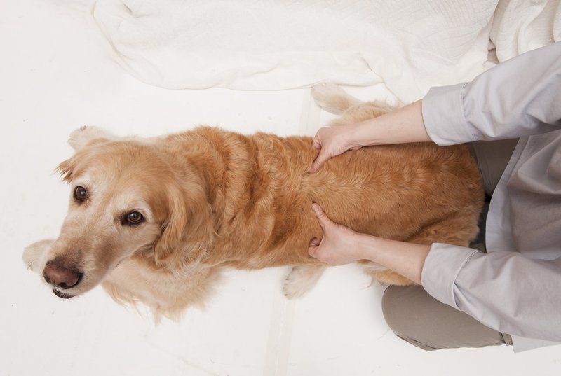 ワンちゃんのその症状にはこのツボ 犬のツボ押しbook 医道の日本社 Note