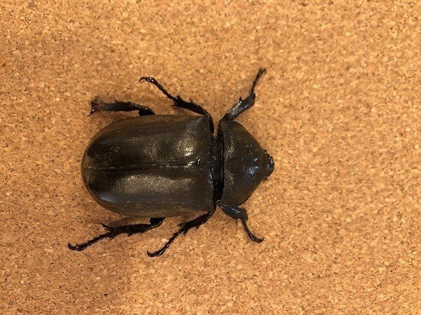 カブトムシ クワガタの標本の作り方 Xinchang Note カブトムシ クワガタの標本の作り方 Xinchang Note