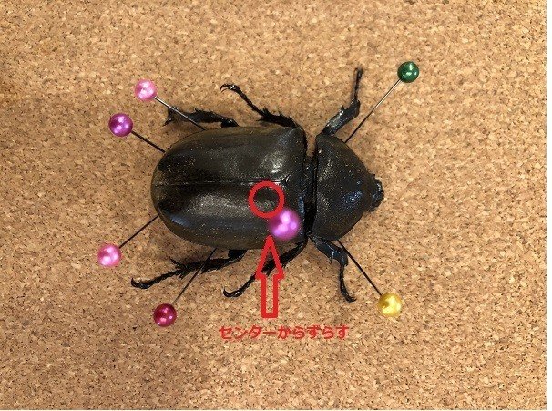 カブトムシ クワガタの標本の作り方 Xinchang Note カブトムシ クワガタの標本の作り方 Xinchang Note