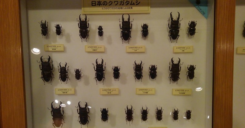 カブトムシ クワガタの標本の作り方 しんちゃん Note