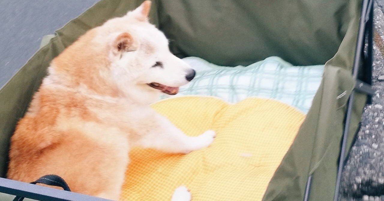 実家の犬をモフモフしたい話 みたらし蜜子 Note