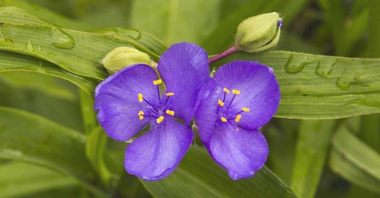 紫露草 の新着タグ記事一覧 Note つくる つながる とどける