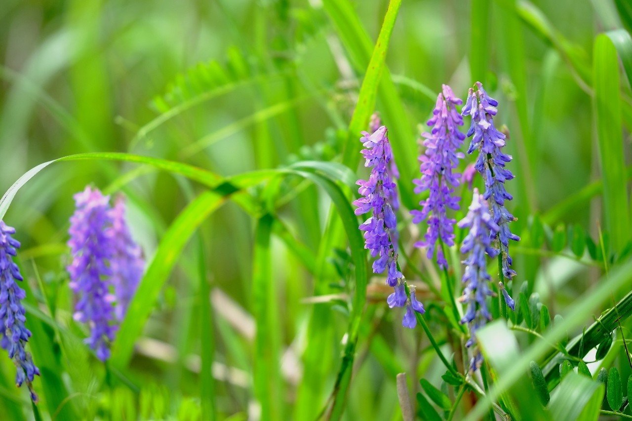 優しい紫の花 クサフジ Hhaannaaiihh Note