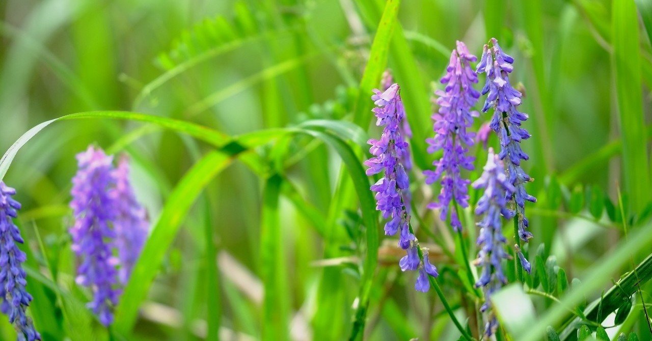 優しい紫の花 クサフジ Hhaannaaiihh Note