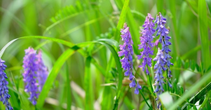 優しい紫の花 クサフジ Hhaannaaiihh Note