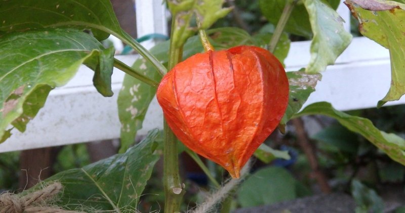 葉っぱの下に鬼灯のような実 Shizu Note