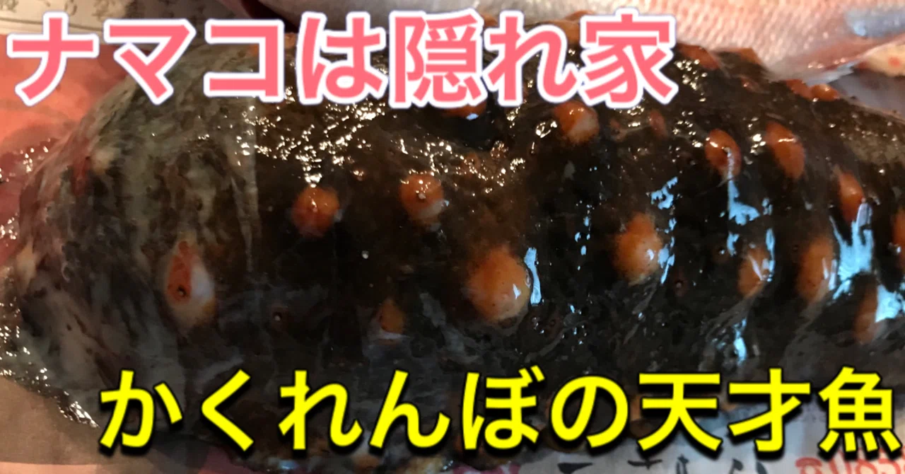 かくれんぼの天才 カクレウオ 釣り 山阿呆の大学生 Note