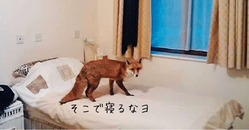 キツネが来る家 3 ノリノリ Note キツネが来る家 3 ノリノリ Note