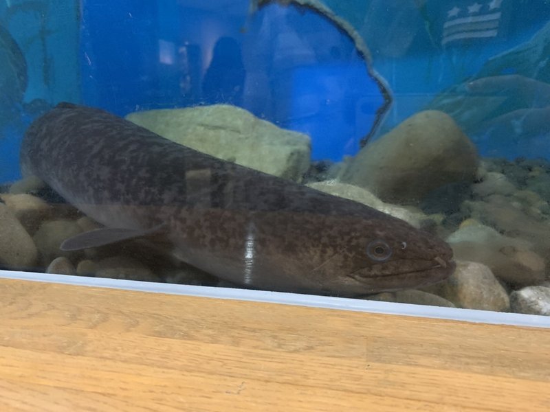 森の国俳句ウォーク 第4回おさかな館にいる珍しい生き物をお届け 川嶋ぱんだ Re Dot Note 森の国俳句ウォーク 第4回おさかな館にいる珍しい生き物をお届け 川嶋ぱんだ Re Dot Note