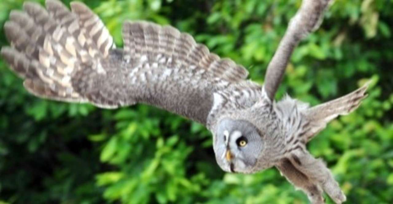 富士花鳥園のフクロウたちに会ってきました カラフトフクロウ編 べいさん Note