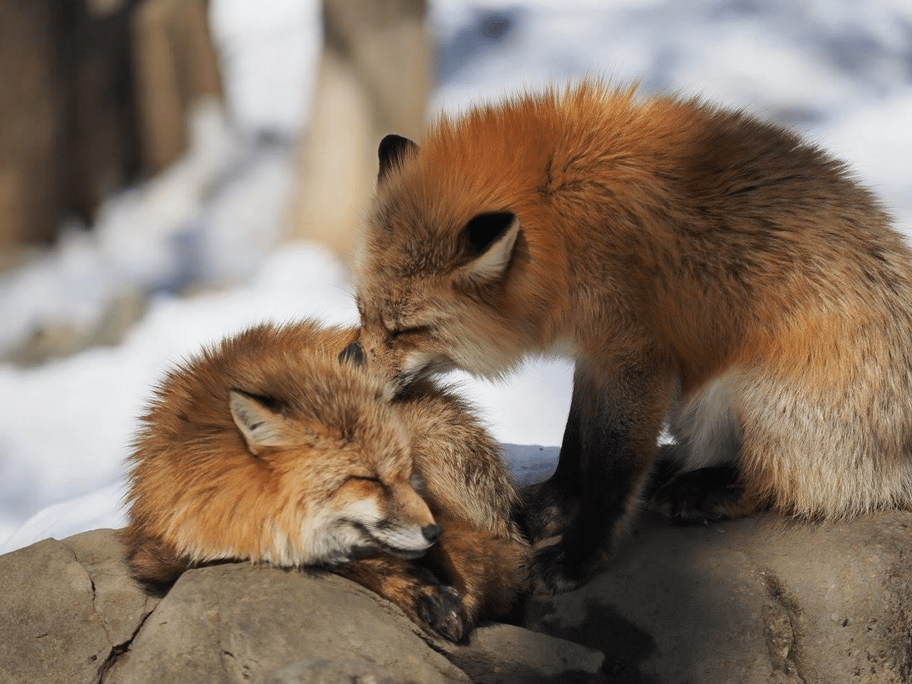 映えスポット紹介 もふもふの国 宮城蔵王キツネ村 Bun Bun Note