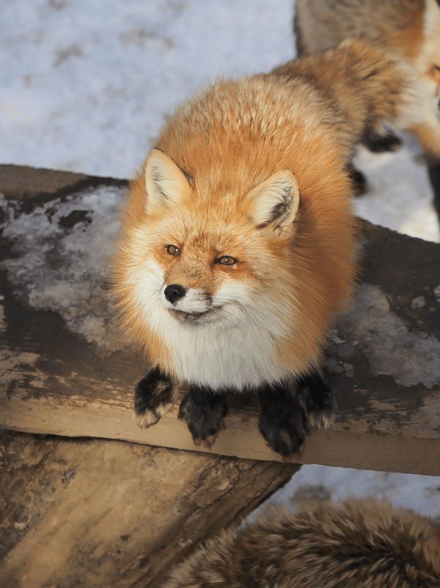 映えスポット紹介】もふもふの国〜宮城蔵王キツネ村｜Bun bun（ぶんぶん）