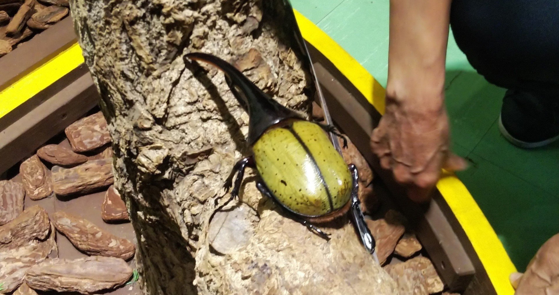 ヘラクレスオオカブト 小椋 智貴 Note