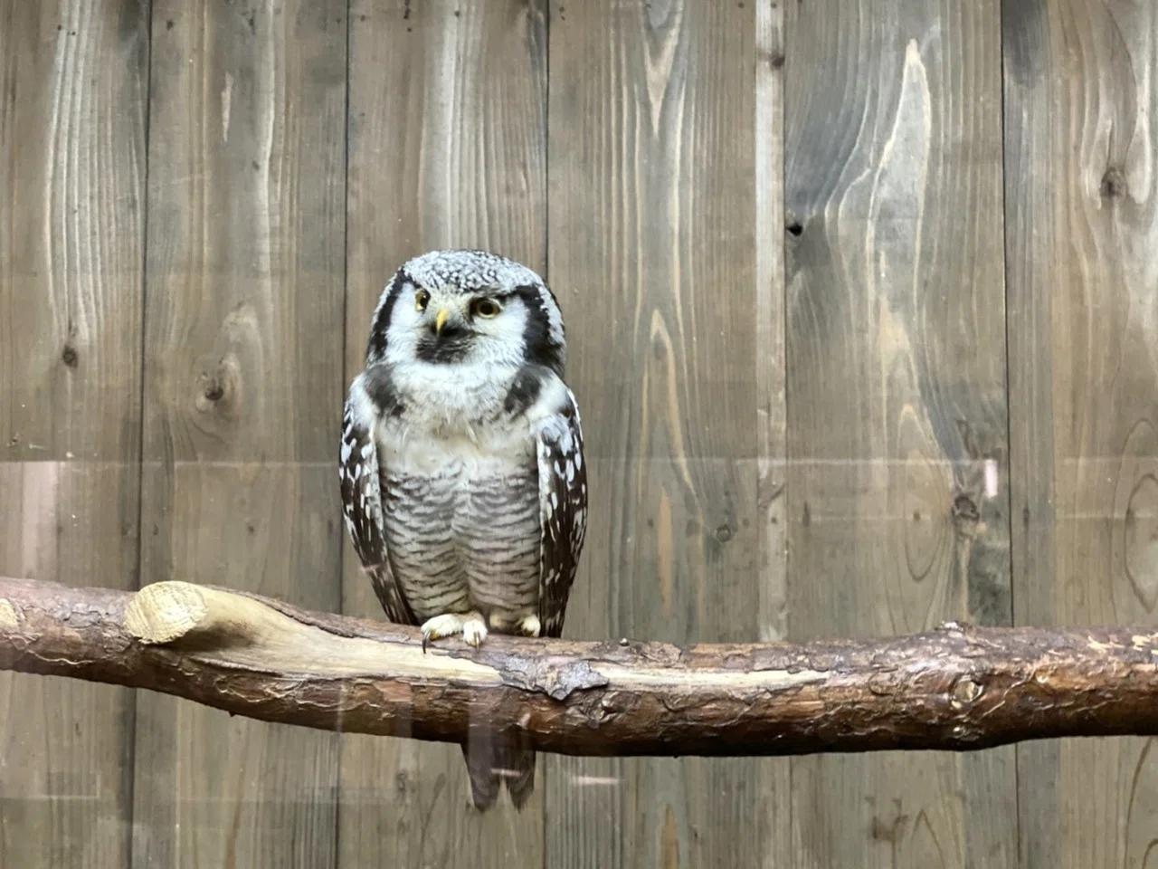 富士花鳥園のフクロウたちに会ってきました オナガフクロウ編 続 ふくろうrock君の365日 Note 富士花鳥園のフクロウたちに会ってきました オナガフクロウ編 続 ふくろうrock君の365日 Note