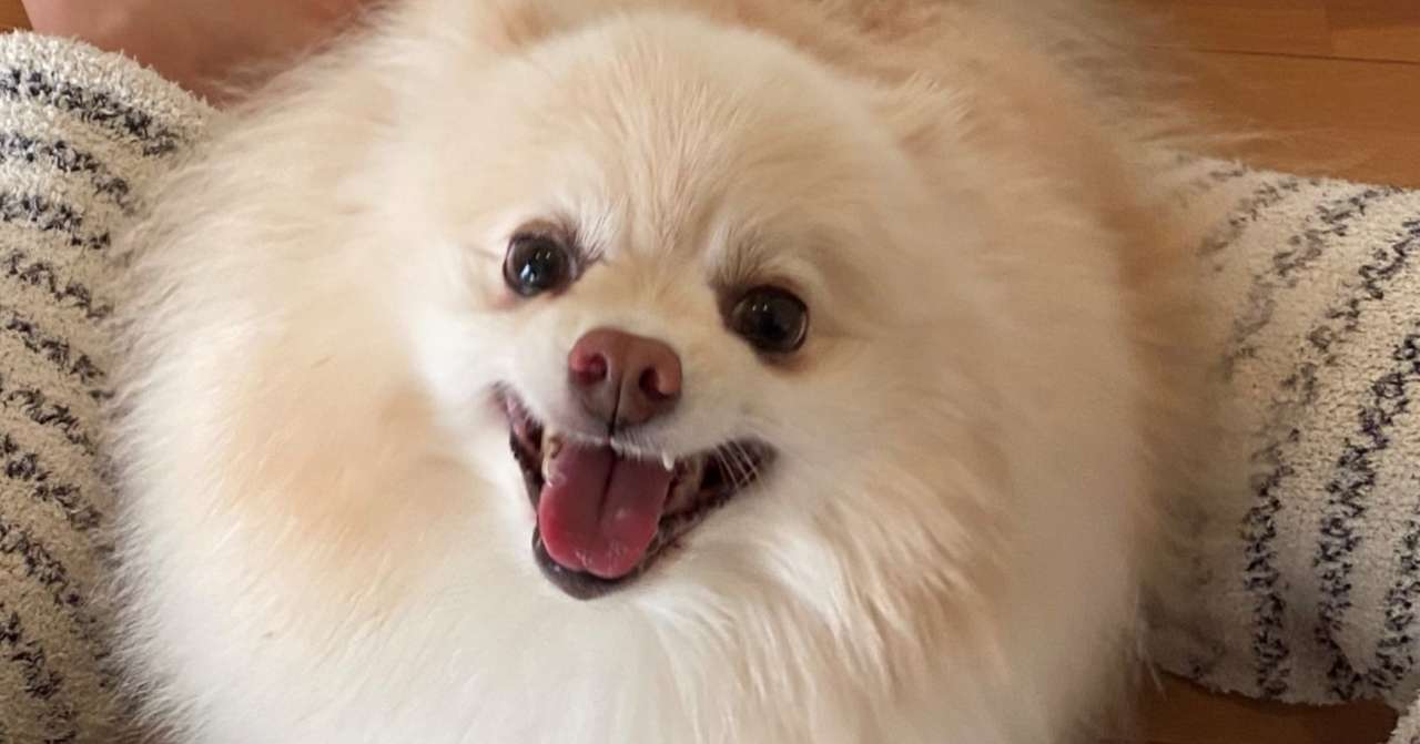 成犬を迎えるということ メリットデメリット編 まるぼうろ Note