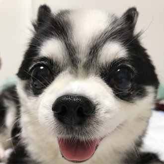 1日1文これ英語でなんていう たぬき 今日のフレーズはこちらです 英語 Raccoon Dog 日本語 たぬき 例文 Is Totoro A Raccoon Dog 和訳 トトロ はたぬ Mono Note