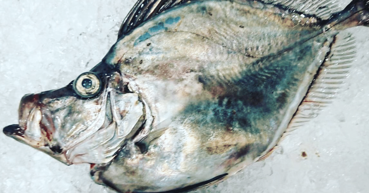 新潟 佐渡沖のカガミダイとマトウダイ 魚が来る 明日 新潟から 鮮魚通販 Note 新潟 佐渡沖のカガミダイとマトウダイ 魚が来る 明日 新潟から 鮮魚通販 Note