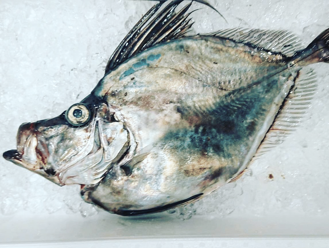 新潟 佐渡沖のカガミダイとマトウダイ 魚が来る 明日 新潟から 鮮魚通販 Note 新潟 佐渡沖のカガミダイとマトウダイ 魚が来る 明日 新潟から 鮮魚通販 Note