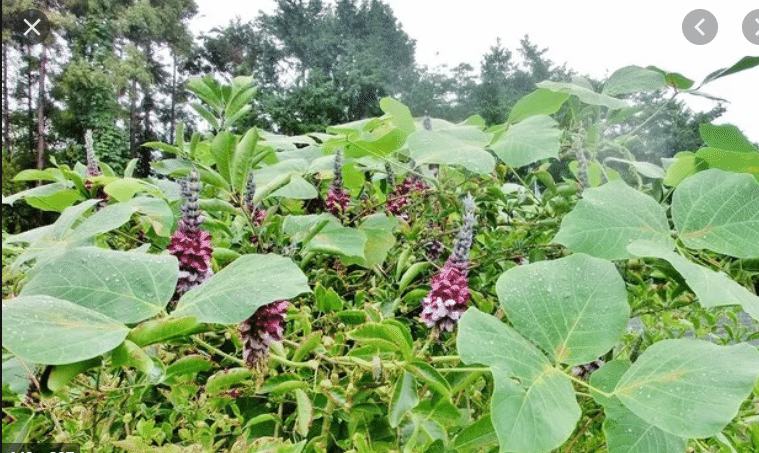 Riosi学 心を亡くした屑花は 我が園に咲くを許さず 神託を伝える者 Note