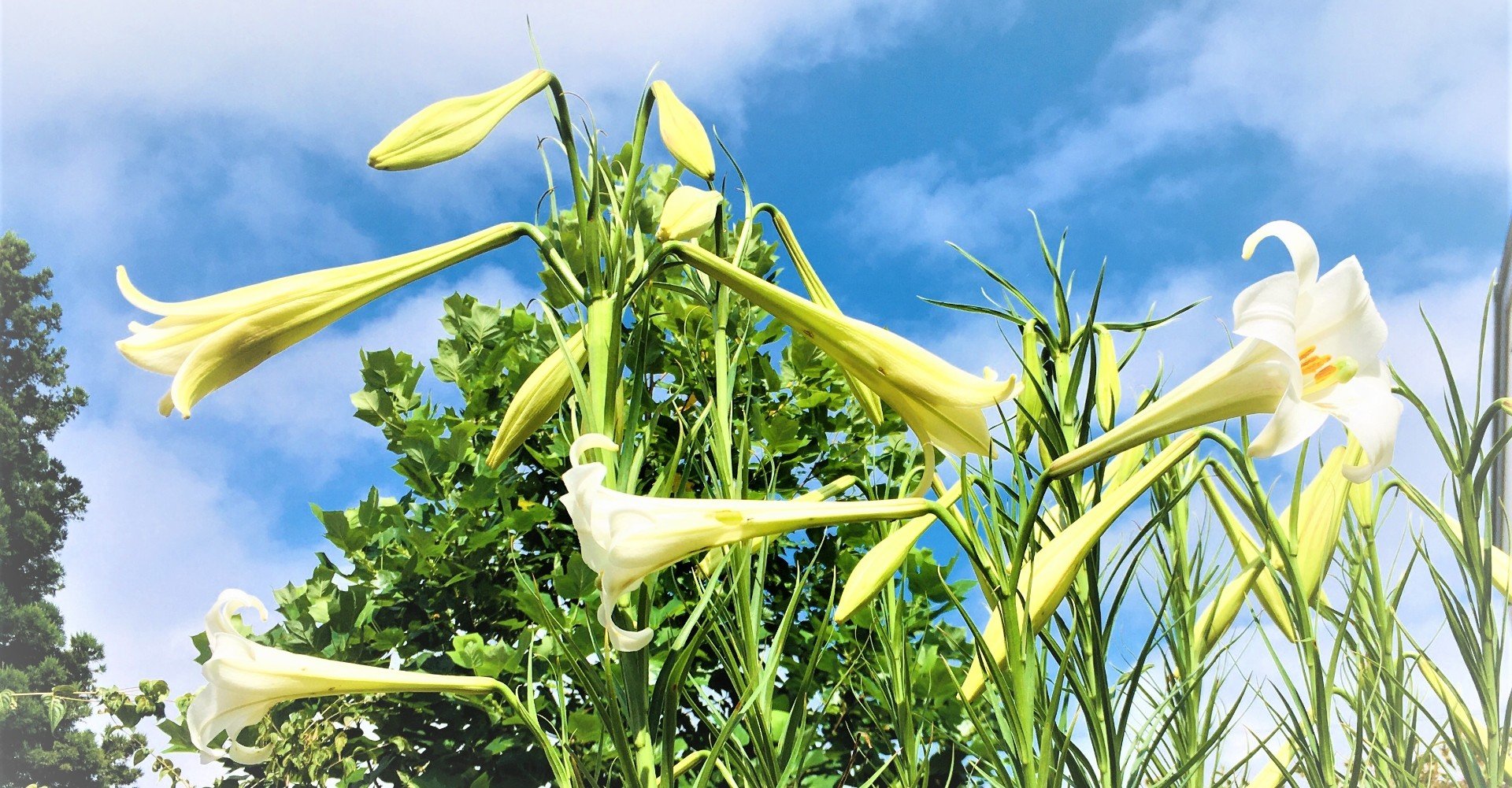 百合 ゆり の花を知らない人は少ない 道端で見かけたら観察して Moriko Forestchild Note