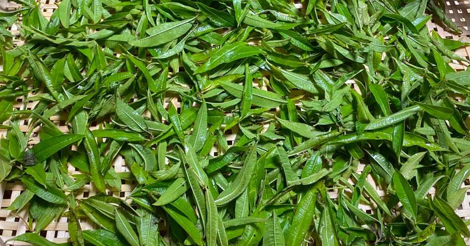 フランスの定番 レモンバーベナ アヴォンタージュ Avantage Note