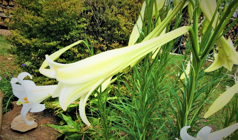 百合 ゆり の花を知らない人は少ない 道端で見かけたら観察して Moriko Forestchild Note