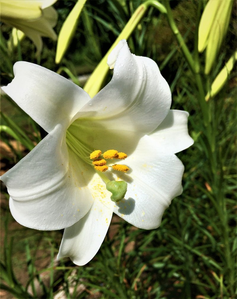 百合 ゆり の花を知らない人は少ない 道端で見かけたら観察して Moriko Forestchild Note