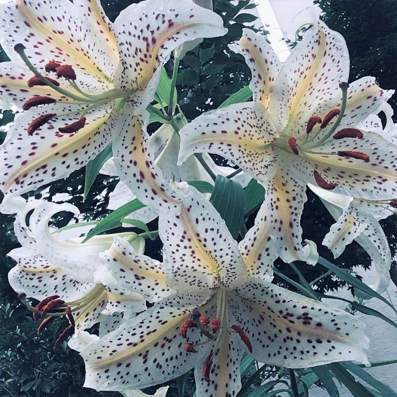 百合 ゆり の花を知らない人は少ない 道端で見かけたら観察して Moriko Forestchild Note 百合 ゆり の花を知らない人は少ない 道端で見かけたら観察して Moriko Forestchild Note