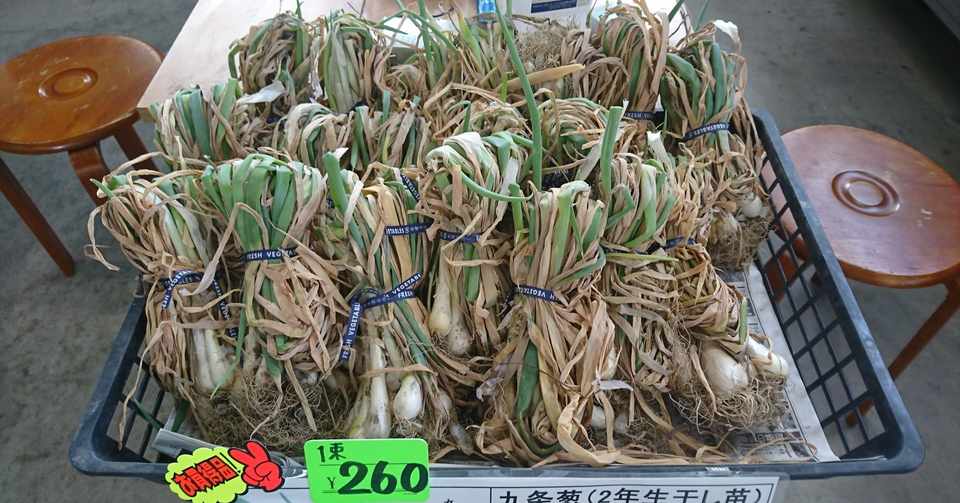 九条葱 干しネギ苗 入荷しました 初鹿野商店 Note