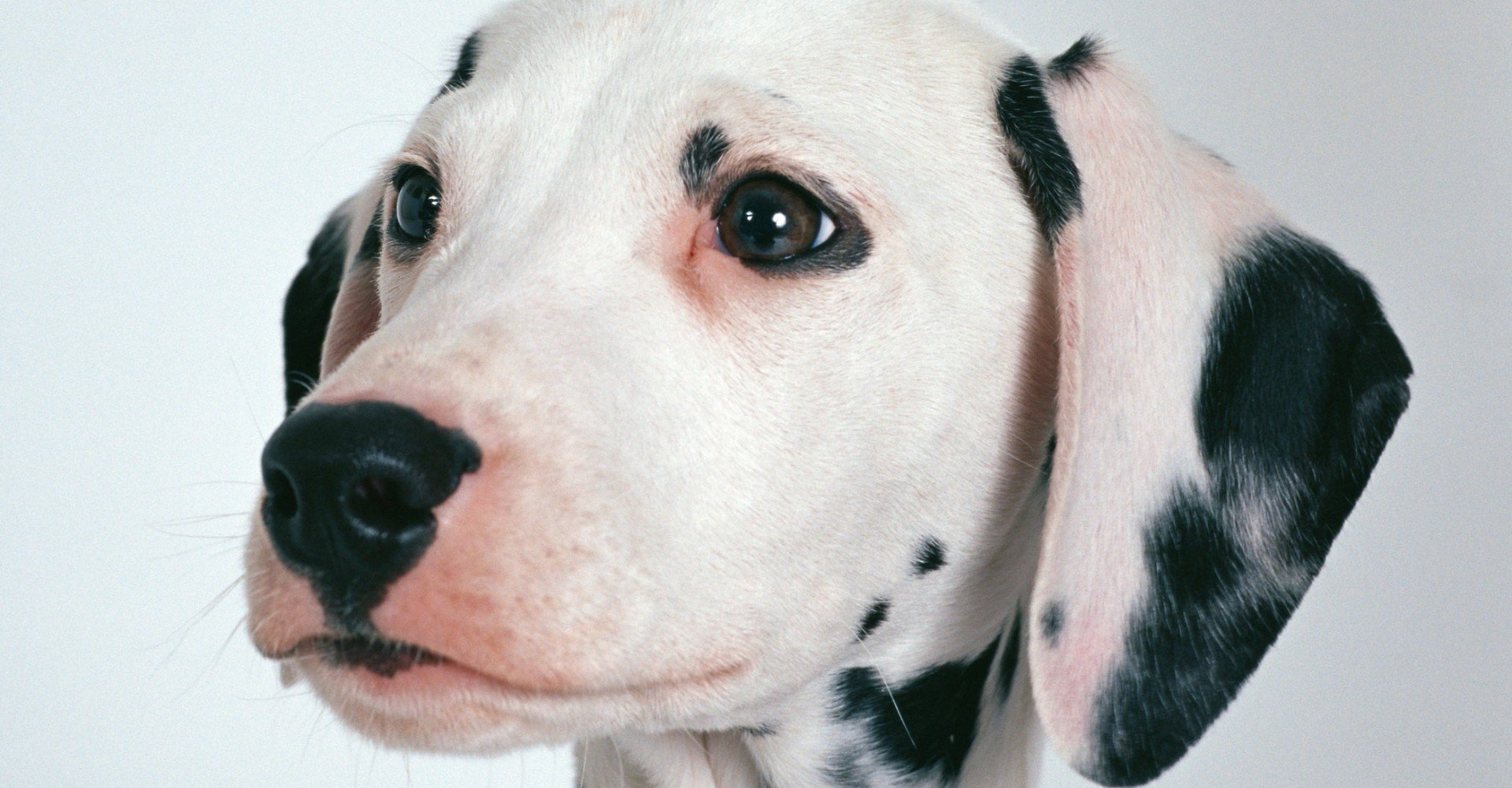 犬と猫の歯周病 ライオン商事 Note