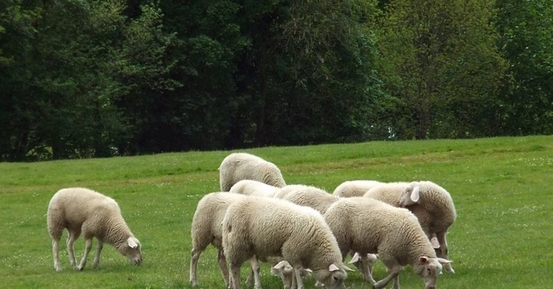 イギリスの羊たち 羊の種類 英国 World Of Wool Note イギリスの羊たち 羊の種類 英国 World Of Wool Note