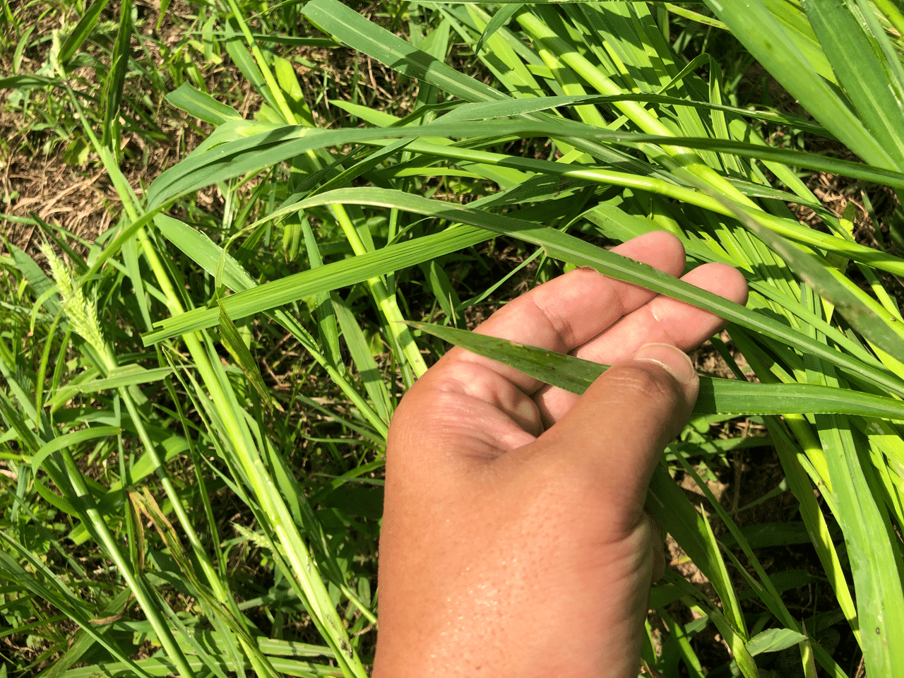 稲とヒエの見分け方 Muna Farm 無農薬自給自足 Note