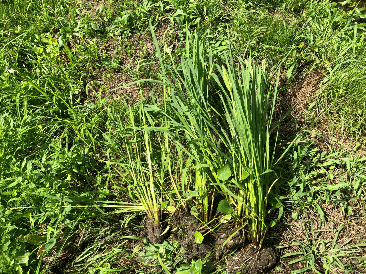 稲とヒエの見分け方 Muna Farm 無農薬自給自足 Note