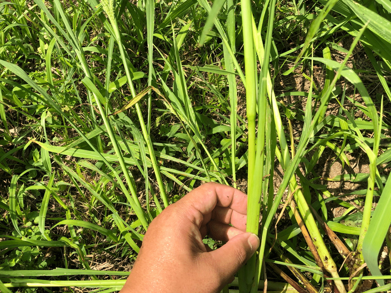 稲とヒエの見分け方 Muna Farm 無農薬自給自足 Note