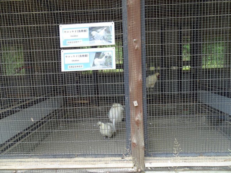 Zaso 001 神奈川県 万騎が原ちびっこ動物園 Zasoちゃんねる Note