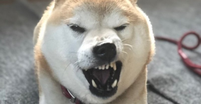 狂犬病ってどんな病気 犬の飼い主サポートのplam Note