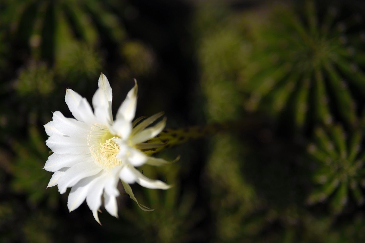 SIGMA 85mm F1.4 DG DN | Art を試してみました｜SIGMA広報部