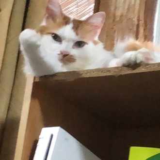 自分の気持ちを伝えるのが苦手 Haru Note