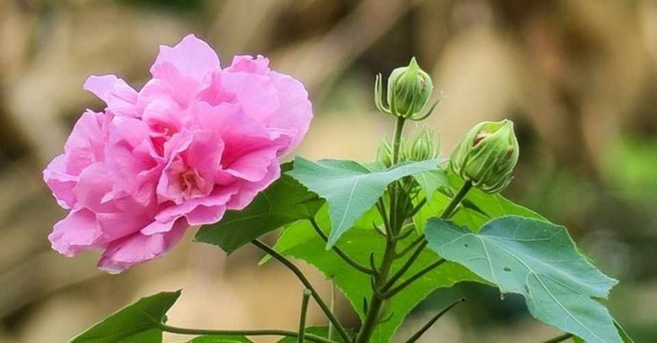 酔芙蓉の花言葉 Lily Taki トラベルライター Note