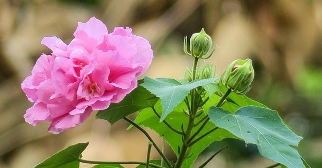 酔芙蓉の花言葉 Lily Taki トラベルライター Note 酔芙蓉の花言葉 Lily Taki トラベルライター Note