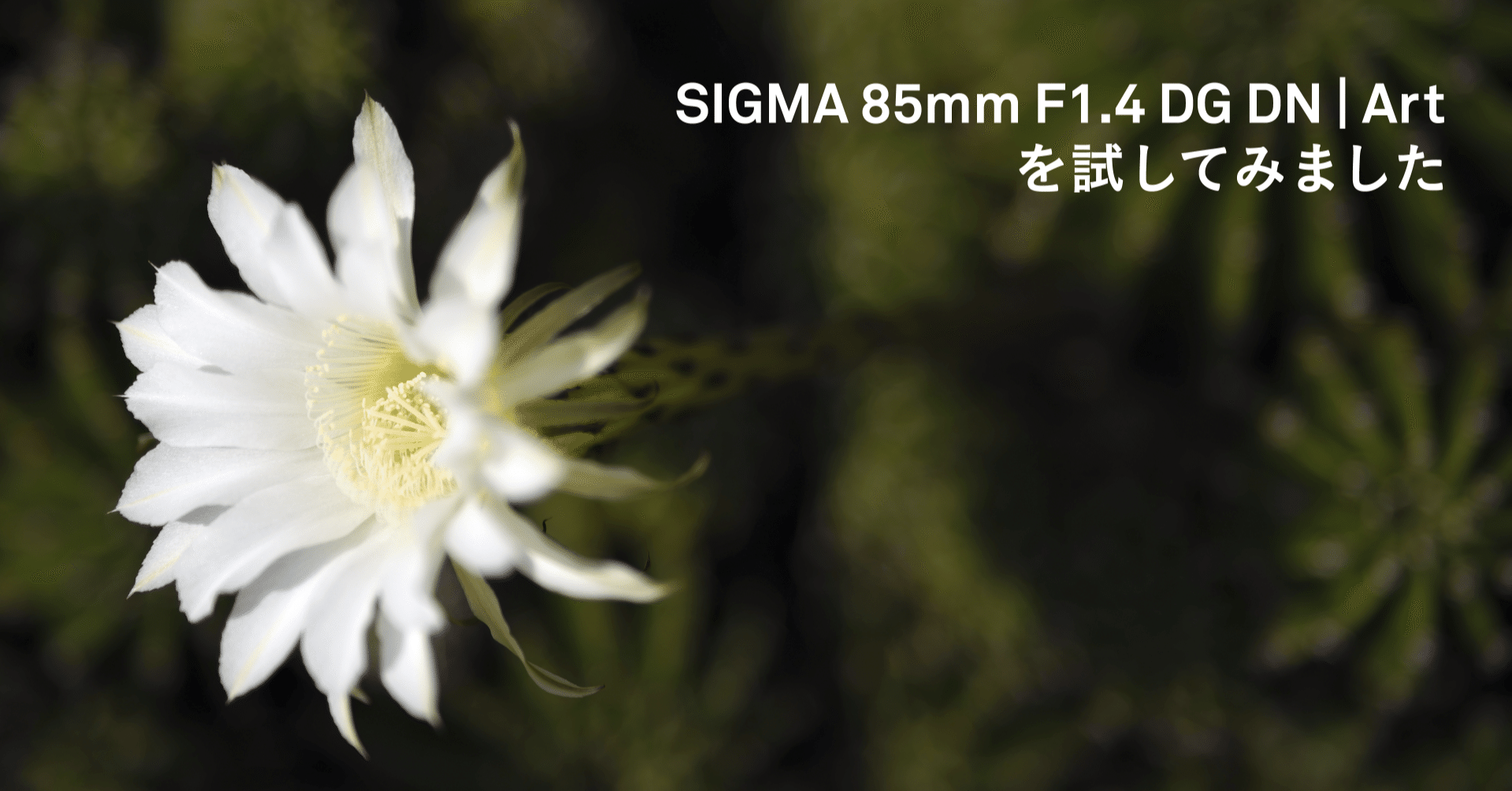 SIGMA 85mm F1.4 DG DN | Art を試してみました｜SIGMA広報部