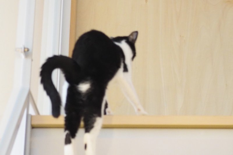 猫のパッケージデザインの裏側 Love Co Note 猫のパッケージデザインの裏側 Love Co Note