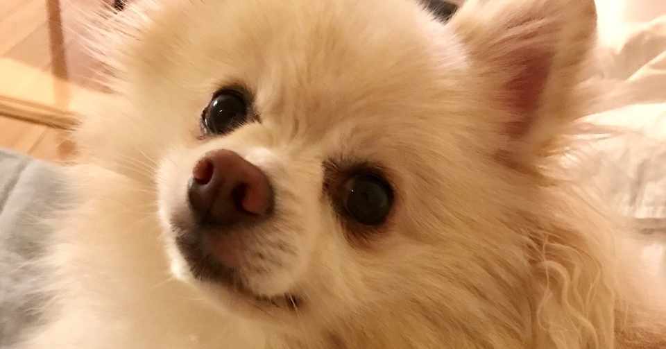 犬の尿漏れ おねしょ 記録 3 解決 まとめ まるぼうろ Note