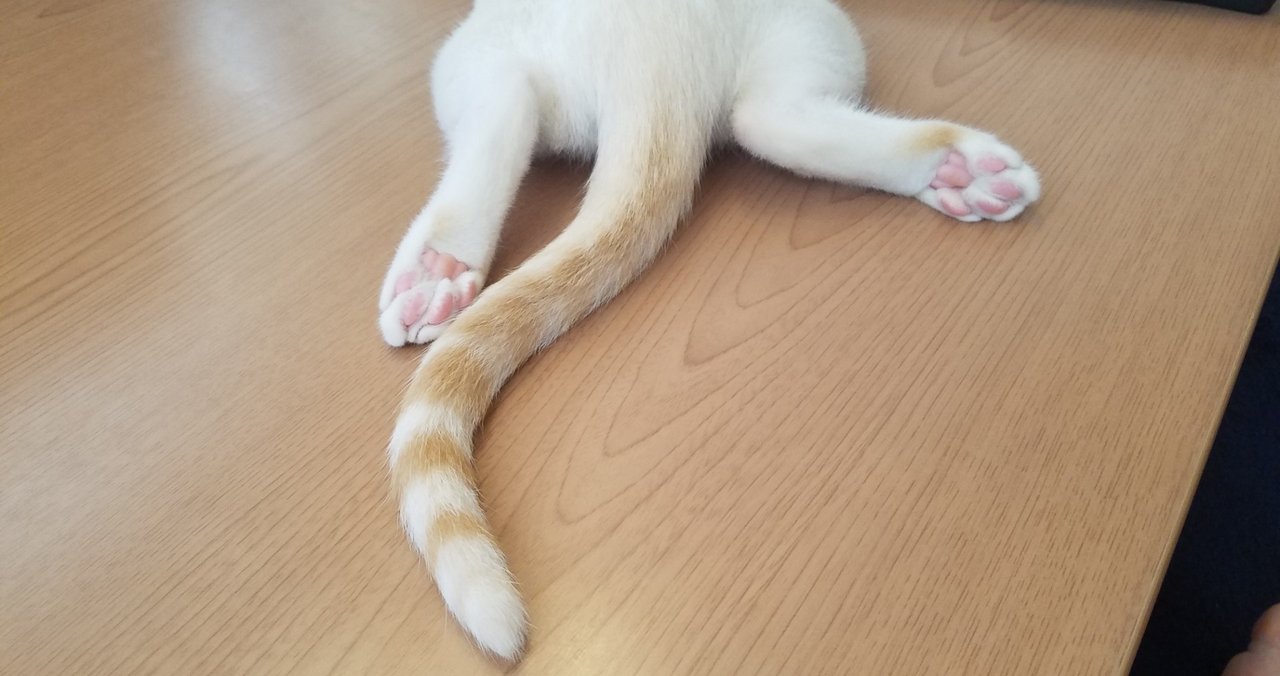 たんこぶ 冷え ピタ 冷え ピタ たんこぶ