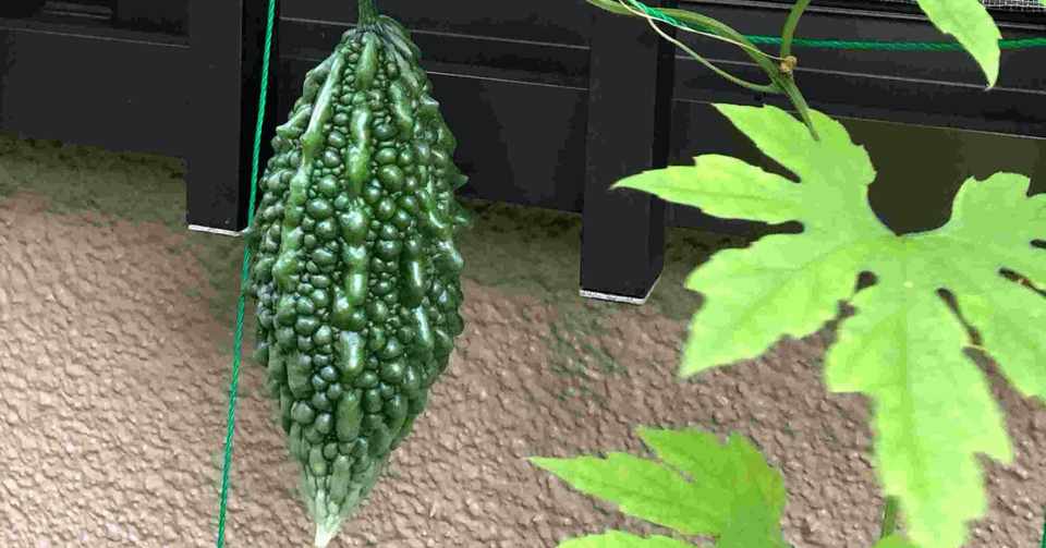 初めてのゴーヤ栽培で初収穫 グローバルこうちゃん Note