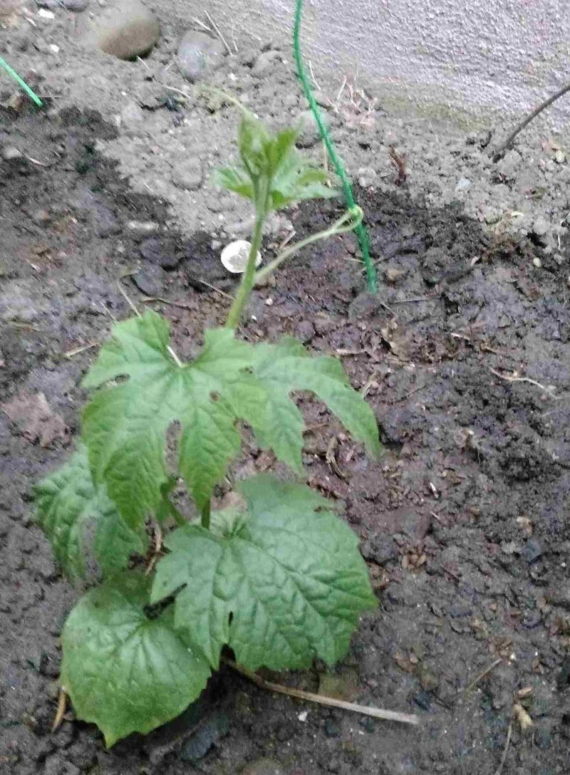 初めてのゴーヤ栽培で初収穫 グローバルこうちゃん Note