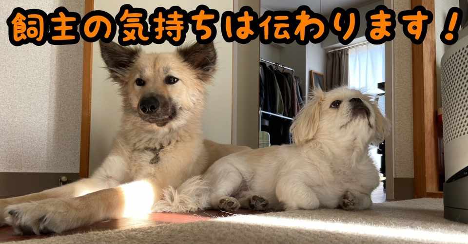 飼主の気持ちは伝わります ドッグライフサポーター 獅子パパ Note