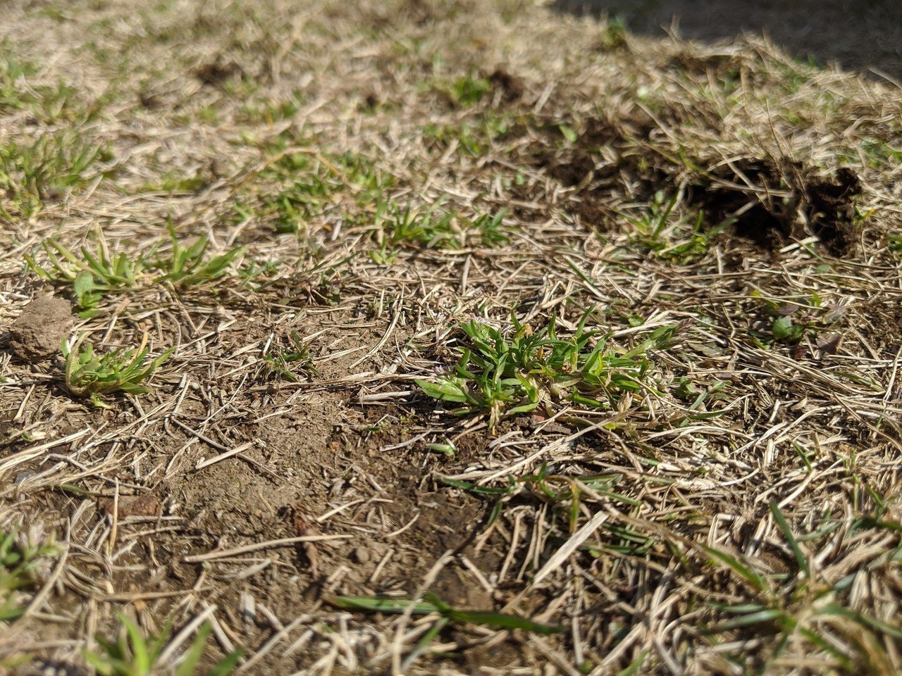 芝生に生える雑草たち Kaze Note