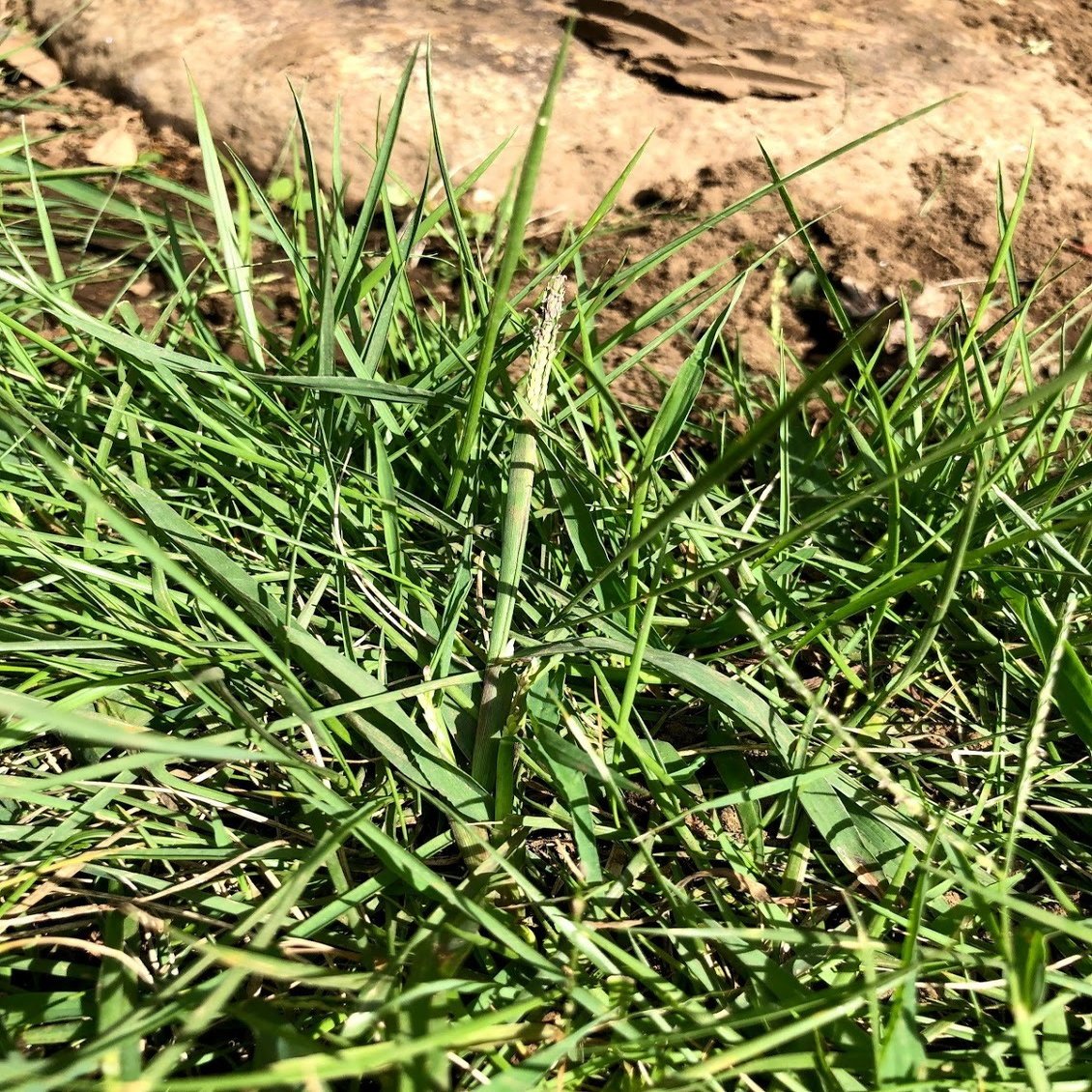 芝生に生える雑草たち Kaze Note